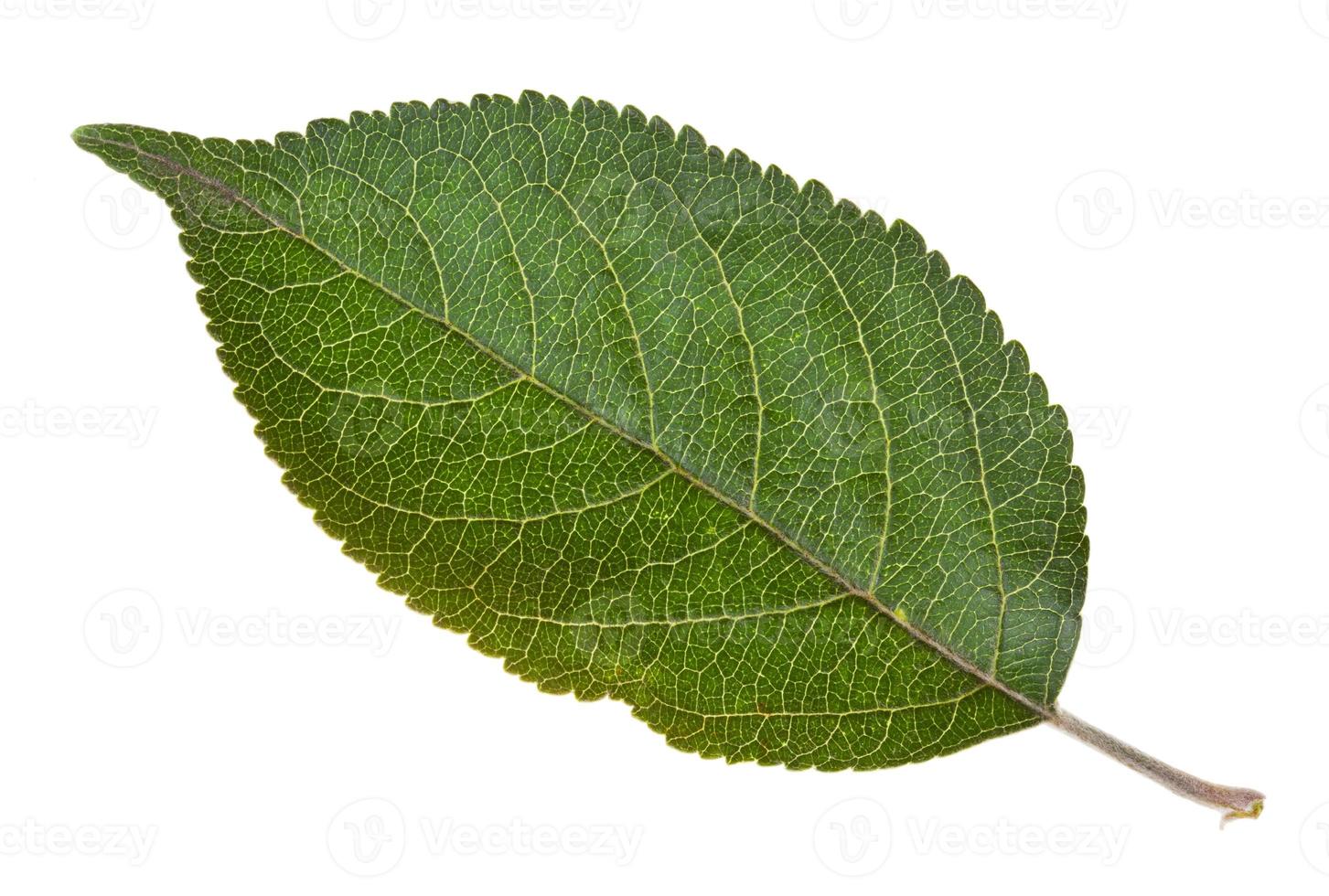 green leaf of apple tree photo