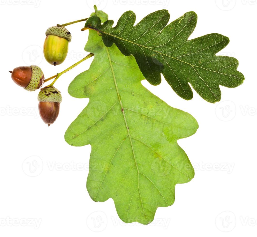 green oak leaves and acorns photo