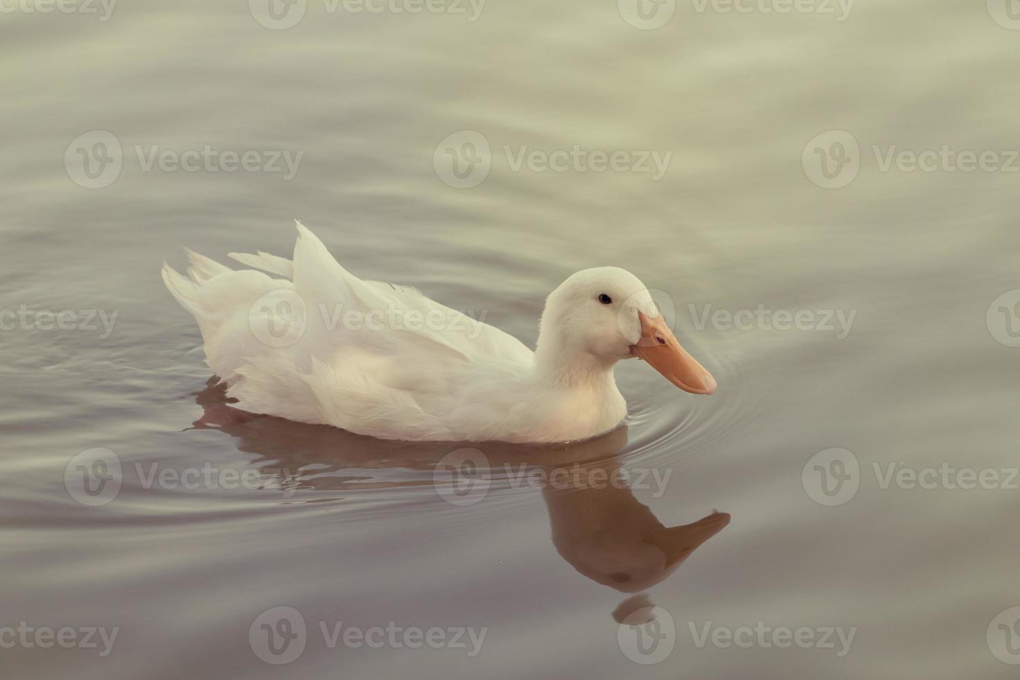 white duck swimming in the lake photo
