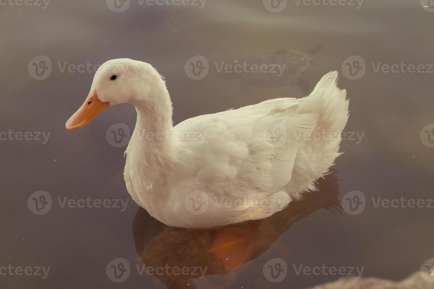 white duck swimming in the lake photo