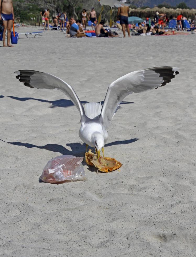 Elafonisi, Greece, 2019 - A seagull about to escape with a large piece of pizza in Elafonisi, Crete photo