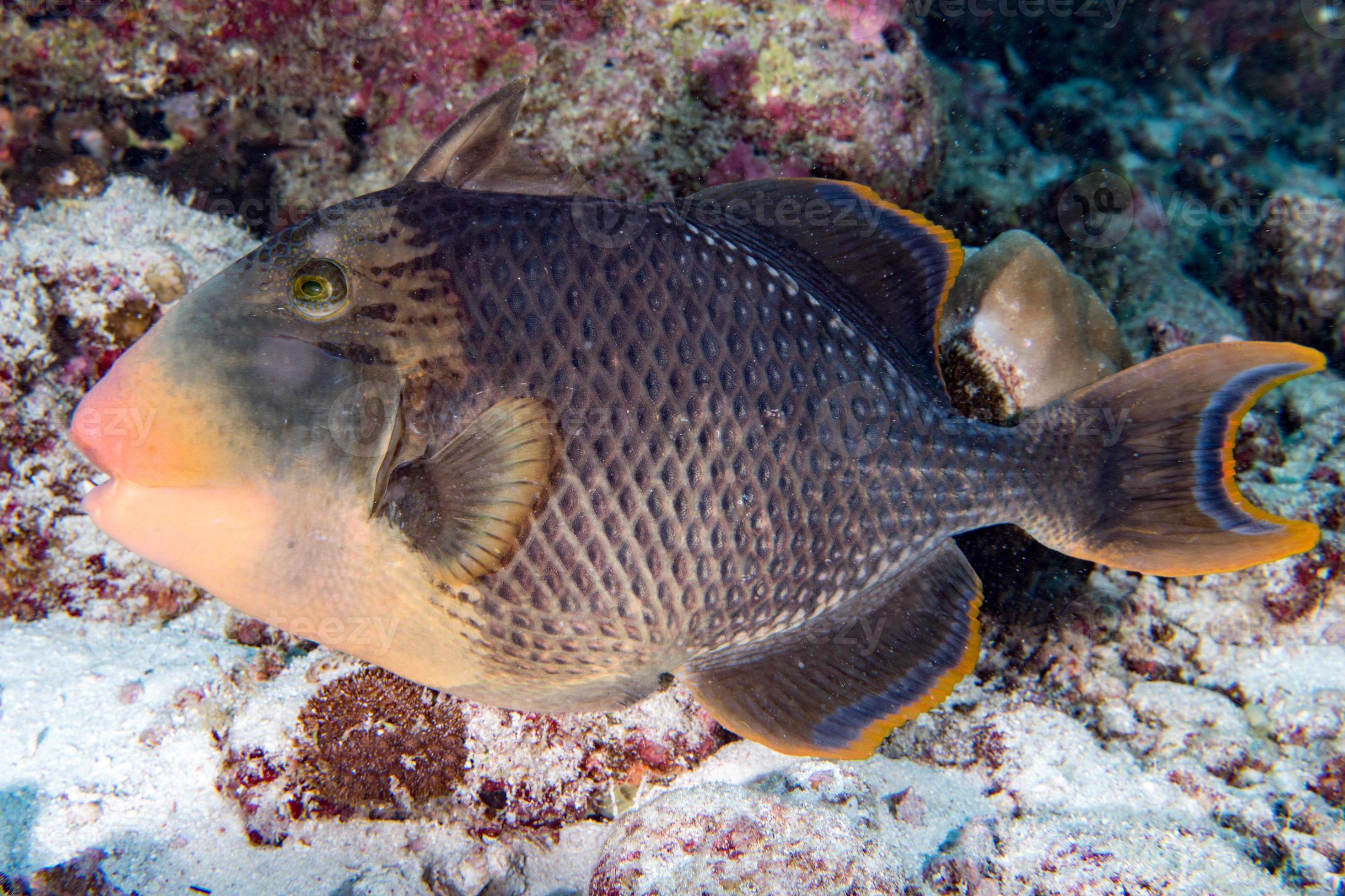 Trigger fish titan defending its nest underwater 12022780 Stock Photo 