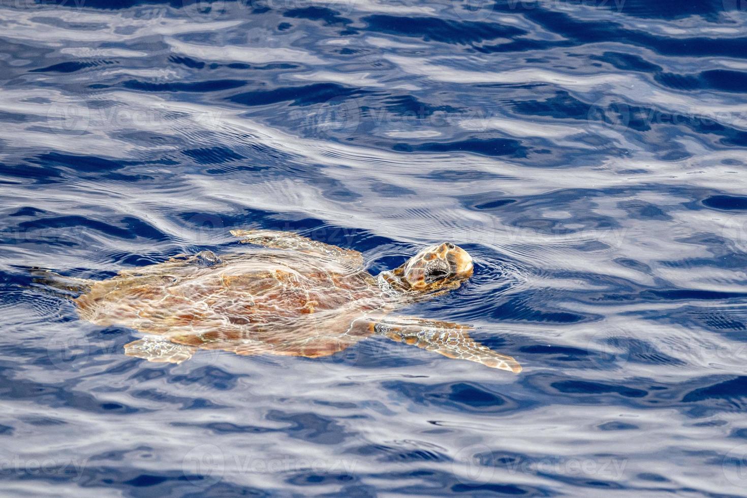 caretta turtle near sea surface for breathing photo