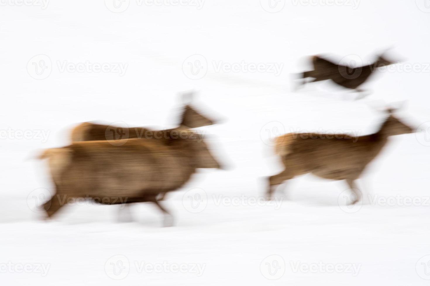 move effect on deer portrait while running on snow background like petroglyph photo