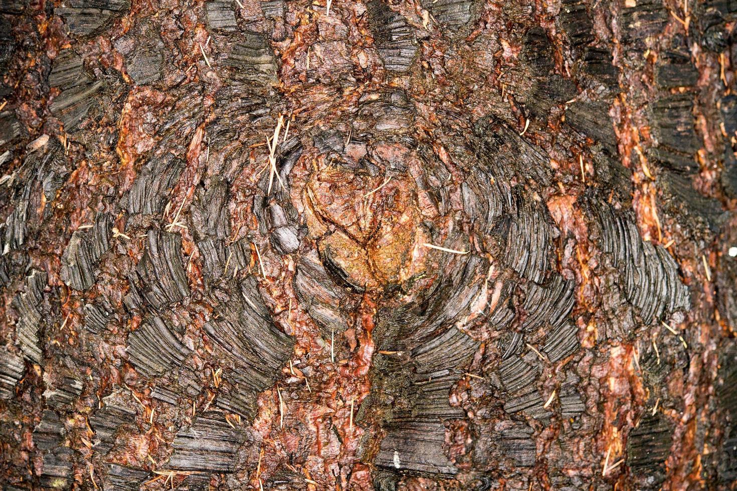 pine bark texture wet and dry close up detail photo