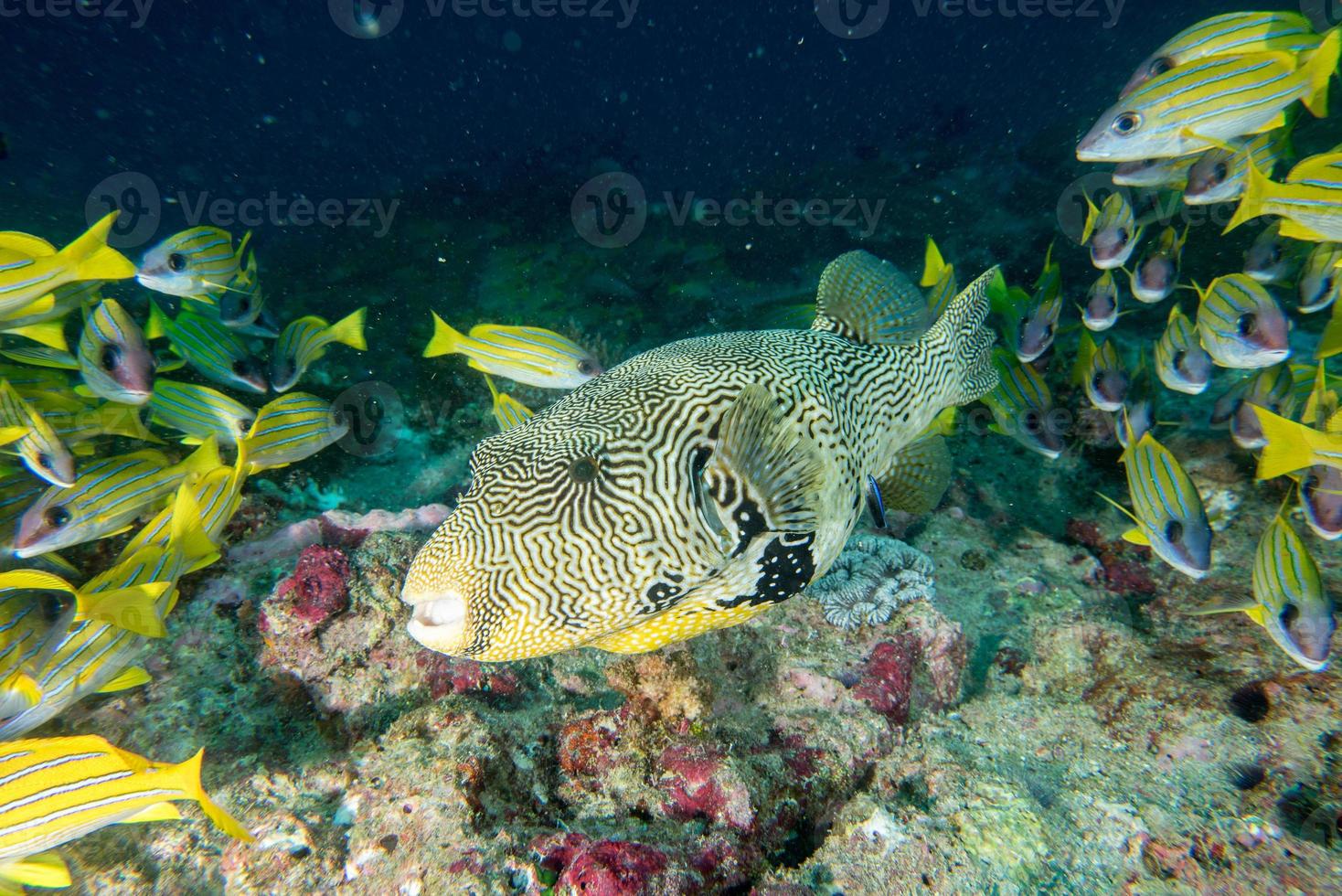 Giant oceanic Box puffer fish underwater portrait 12023088 Stock Photo