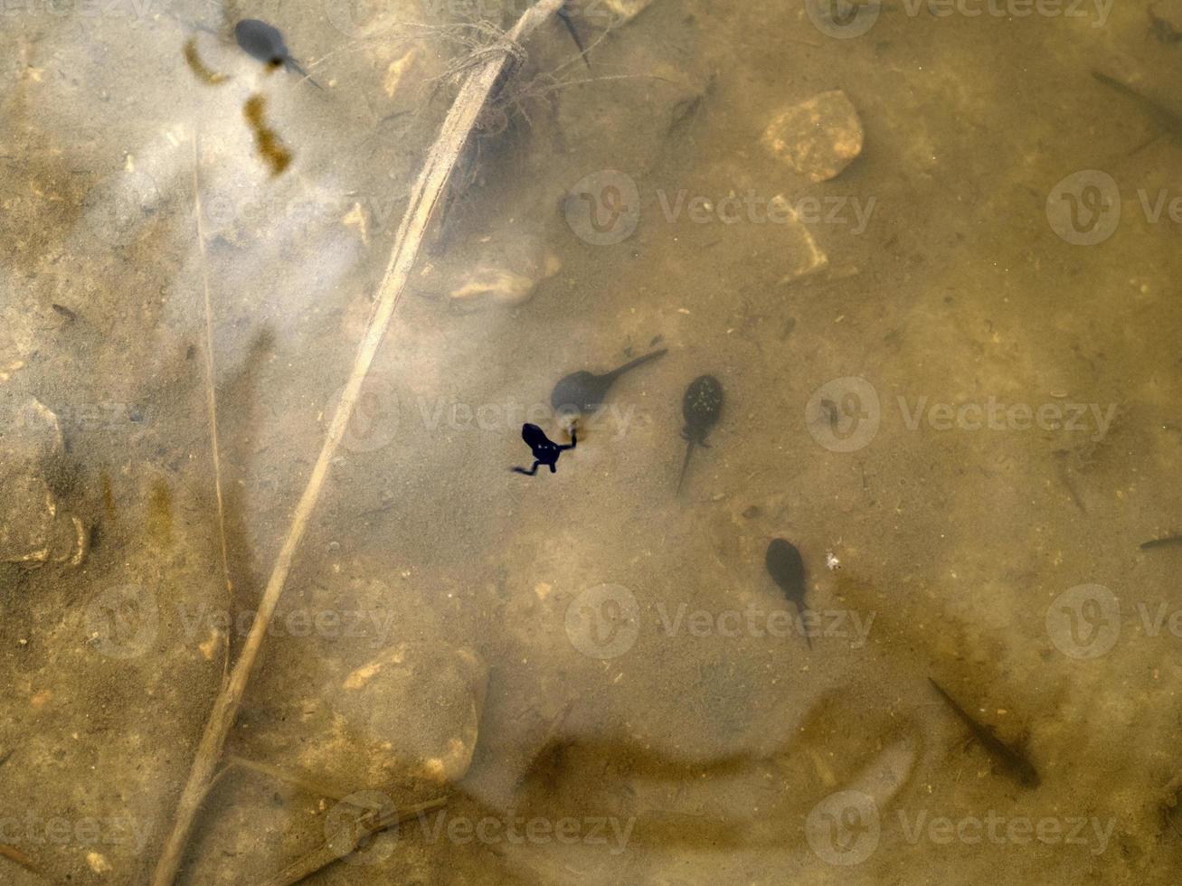 frog tadpole in a swamp photo