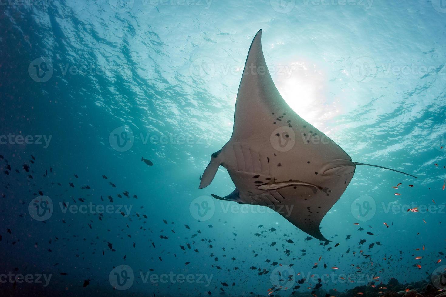 Manta underwater in the blue ocean background photo