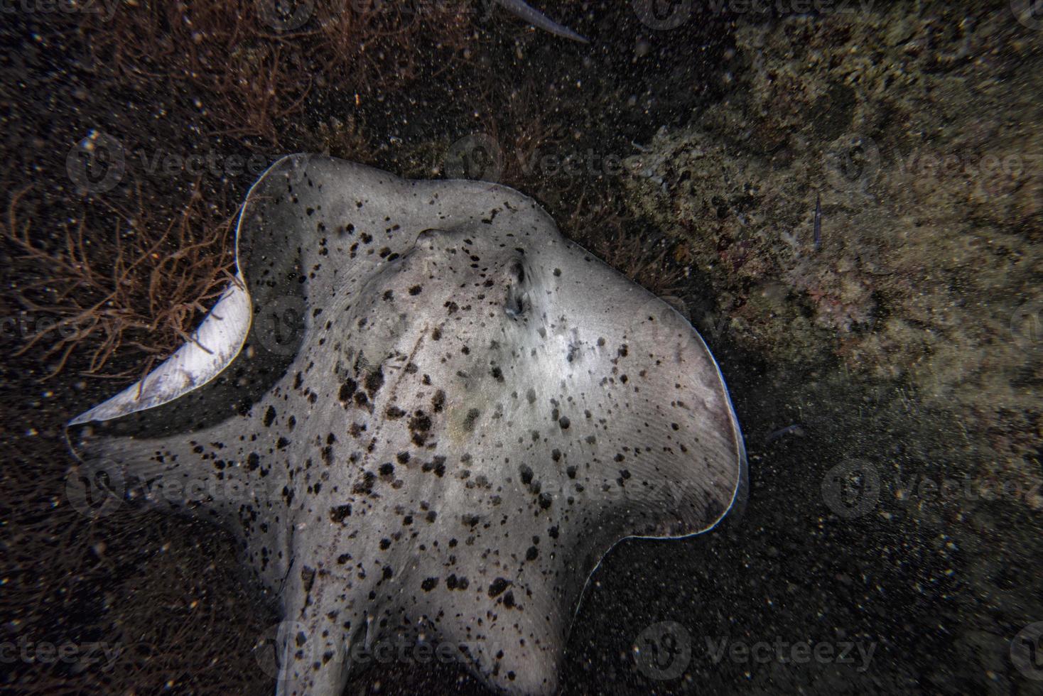 giant blackparsnip stingray fish photo