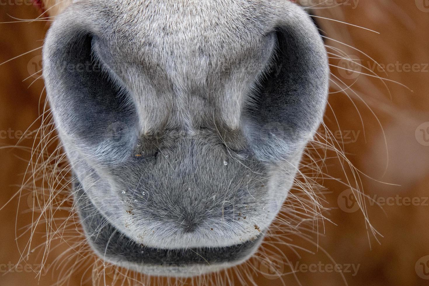 nariz de caballo de nieve de cerca foto