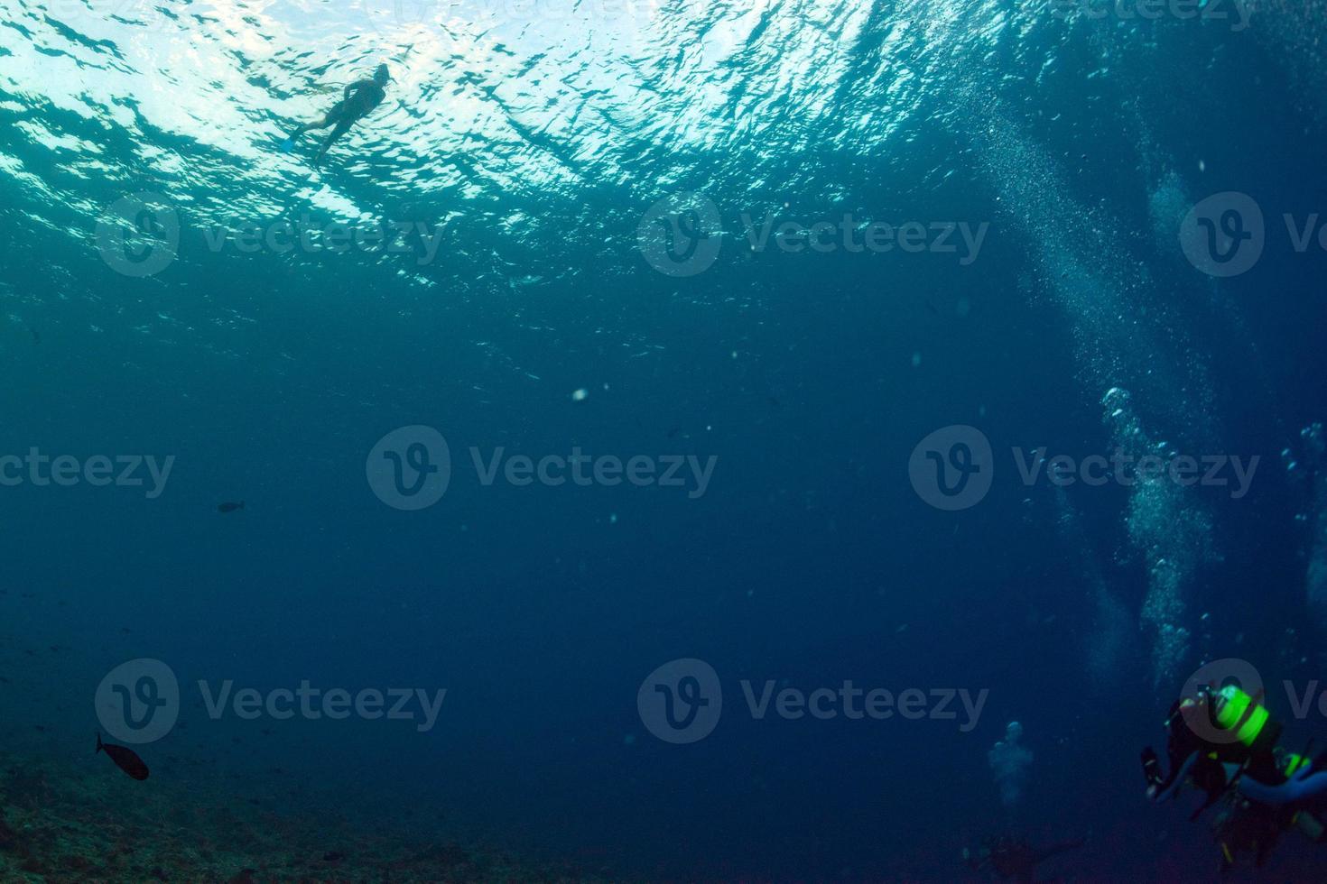 diving in colorful reef underwater photo