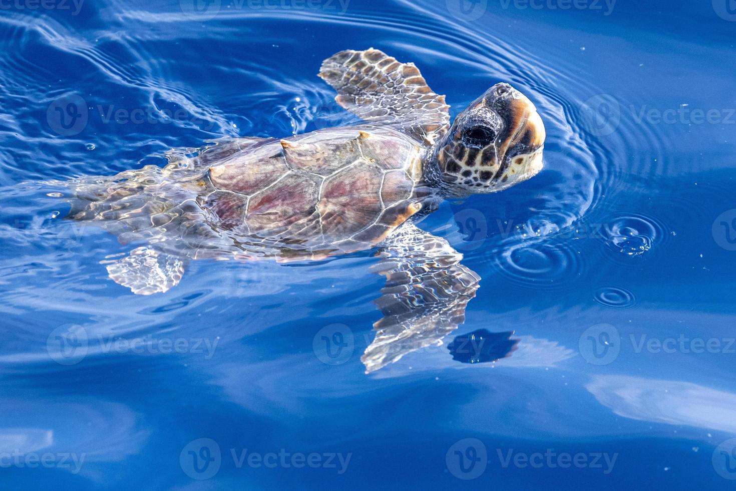 bebé recién nacido caretta tortuga cerca de la superficie del mar para respirar foto