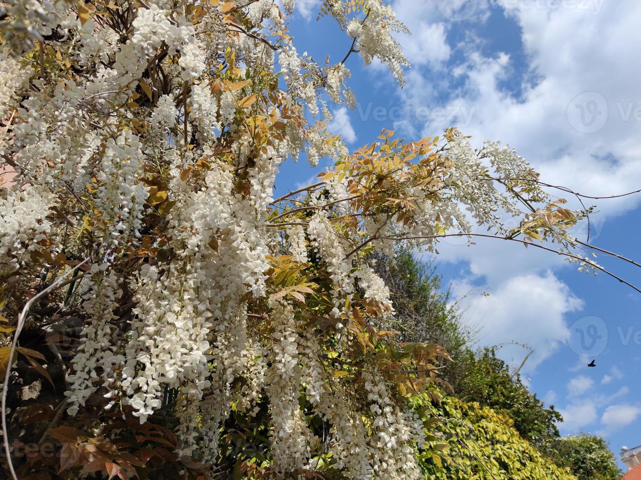 white wisteria hanging from pergola 12023284 Stock Photo at Vecteezy
