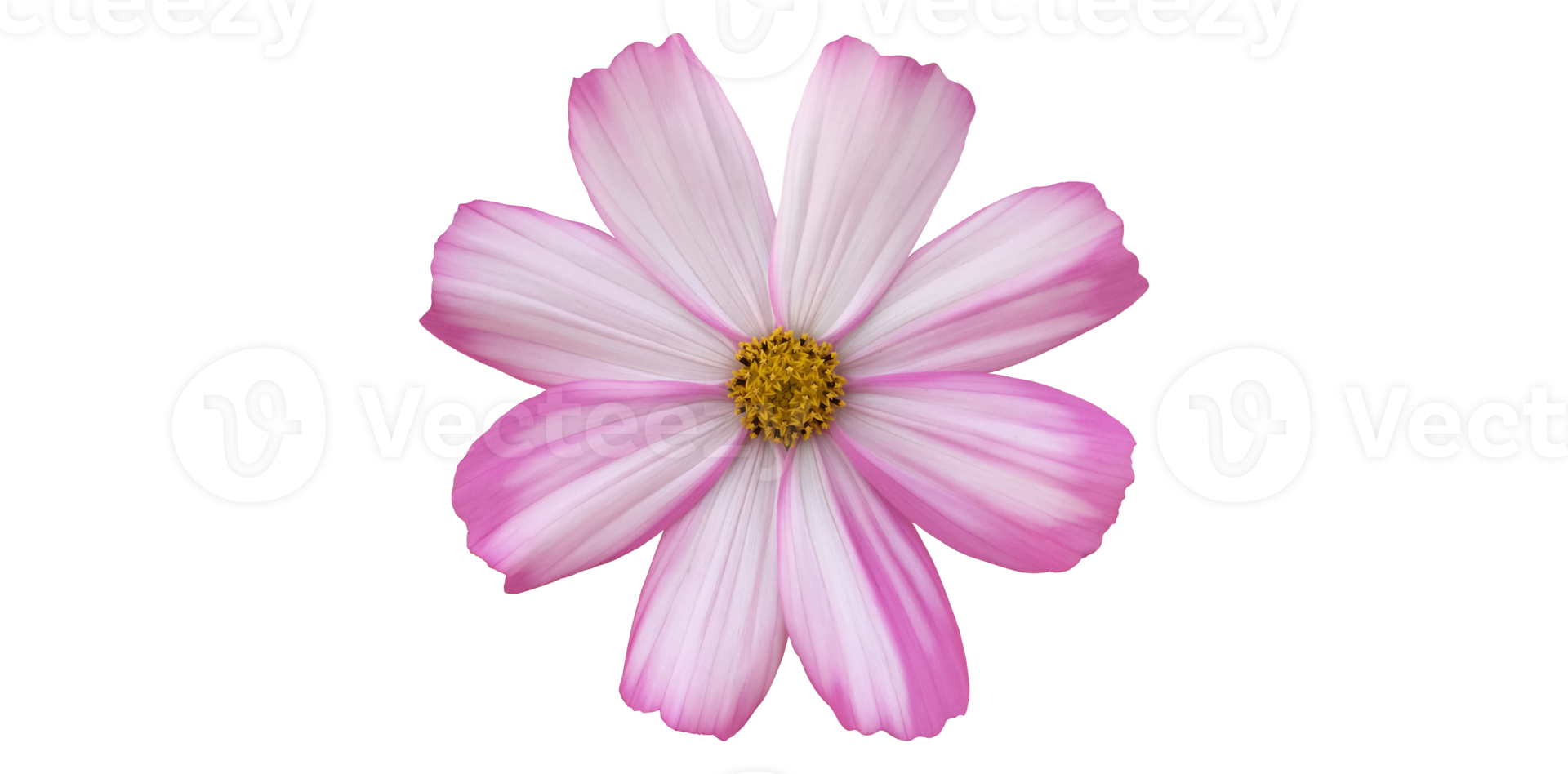 isolated cosmos flower with transparent background. png