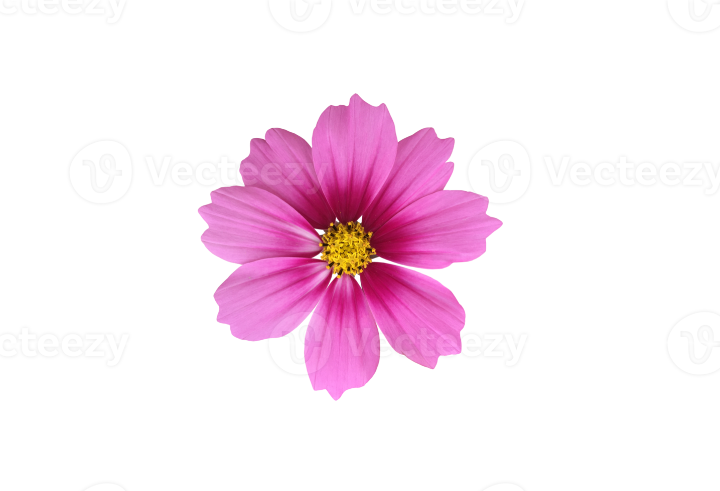 isolated cosmos flower with transparent background. png