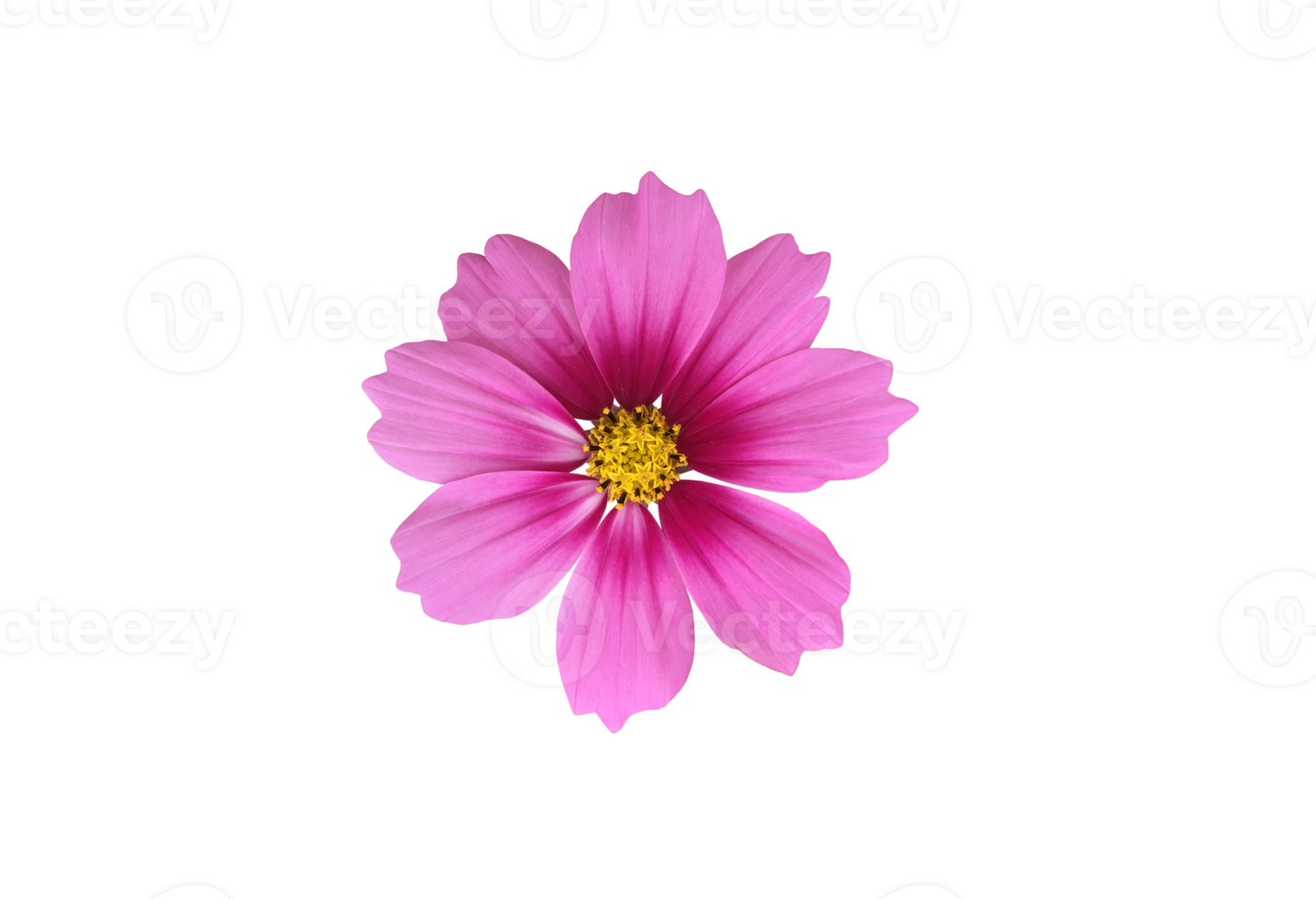 fleur de cosmos isolée avec fond transparent. png