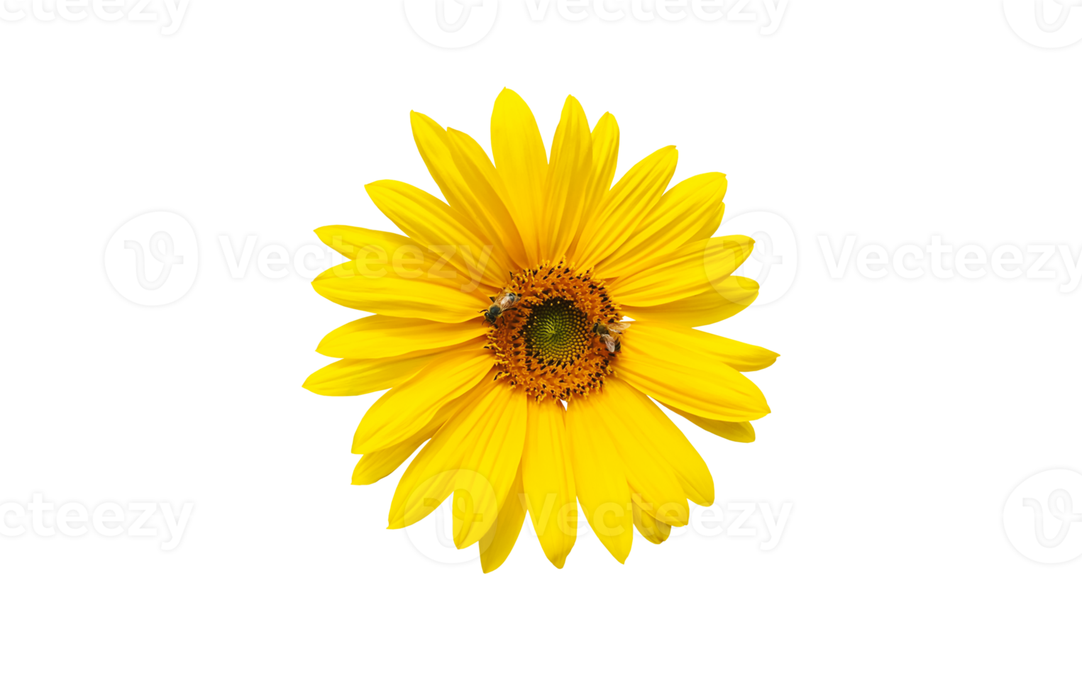 isolated yellow sunflower with clipping paths. png