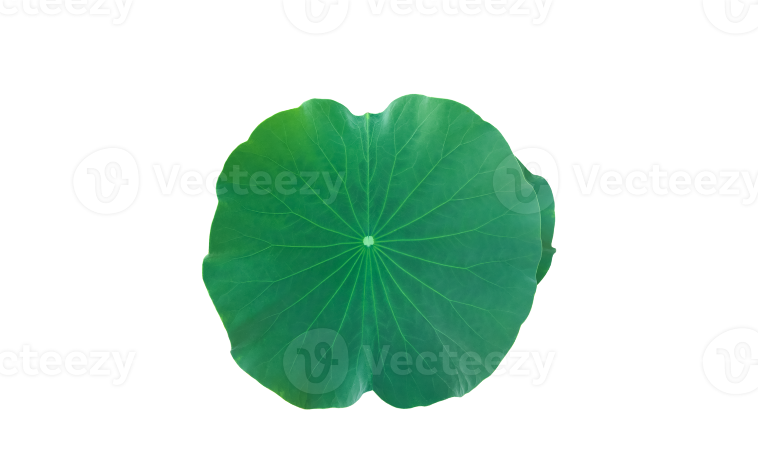 Isolated waterlily or lotus plant with clipping paths. png