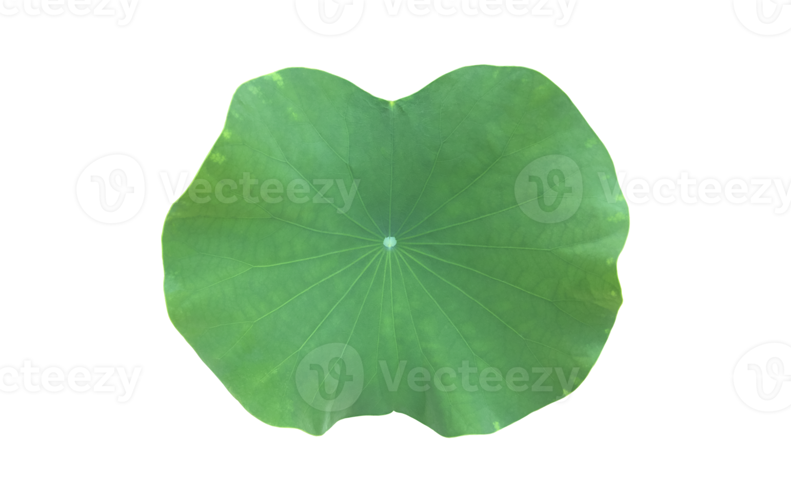 Isolated waterlily or lotus plant with clipping paths. png