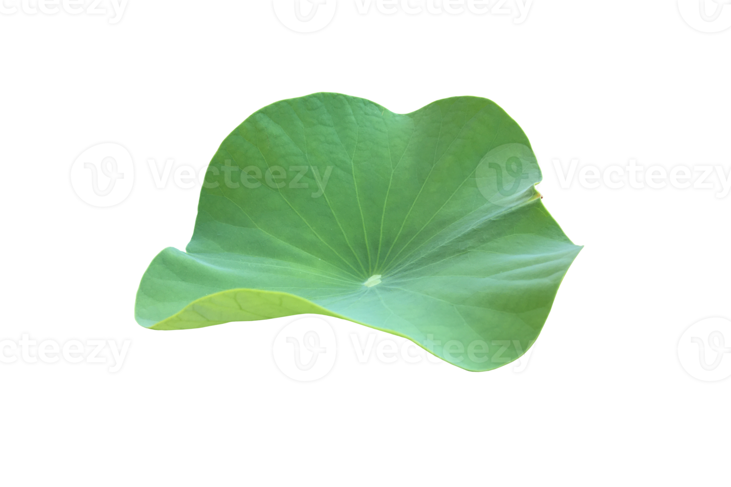 Isolated waterlily or lotus plant with clipping paths. png