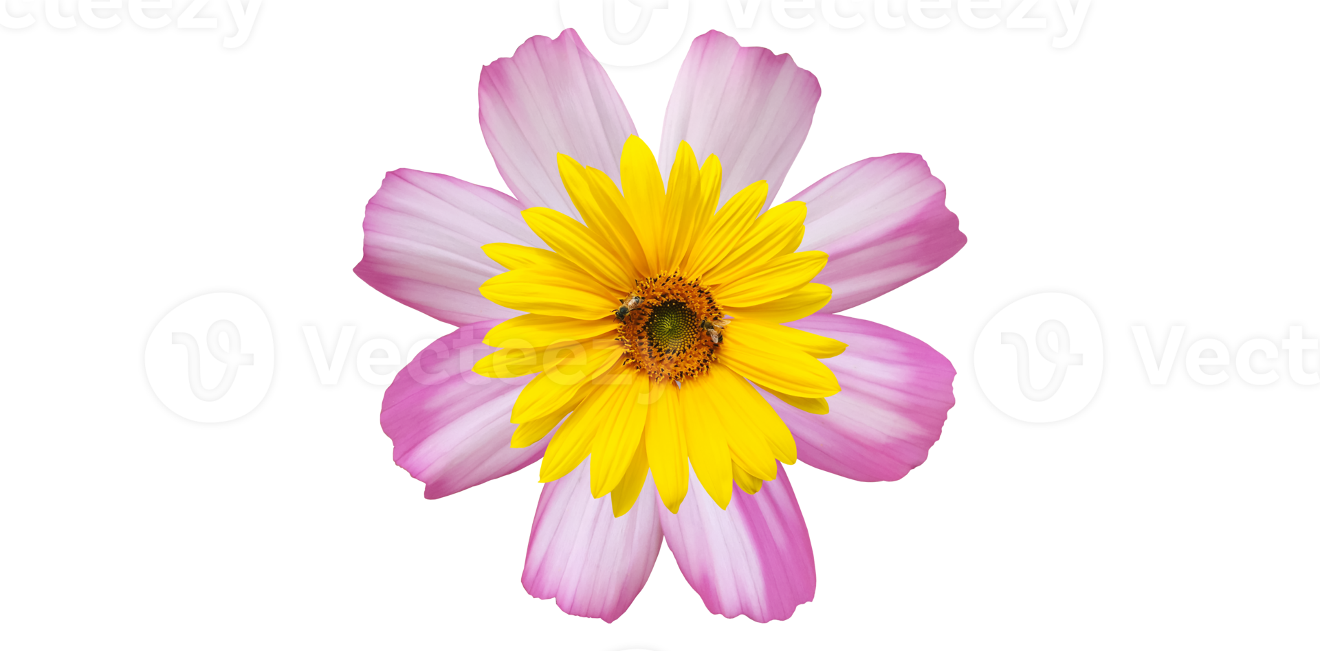 isolated cosmos flower, gerbera flower, hibiscus rosa-sinensis flower and sunflower with clipping paths. png