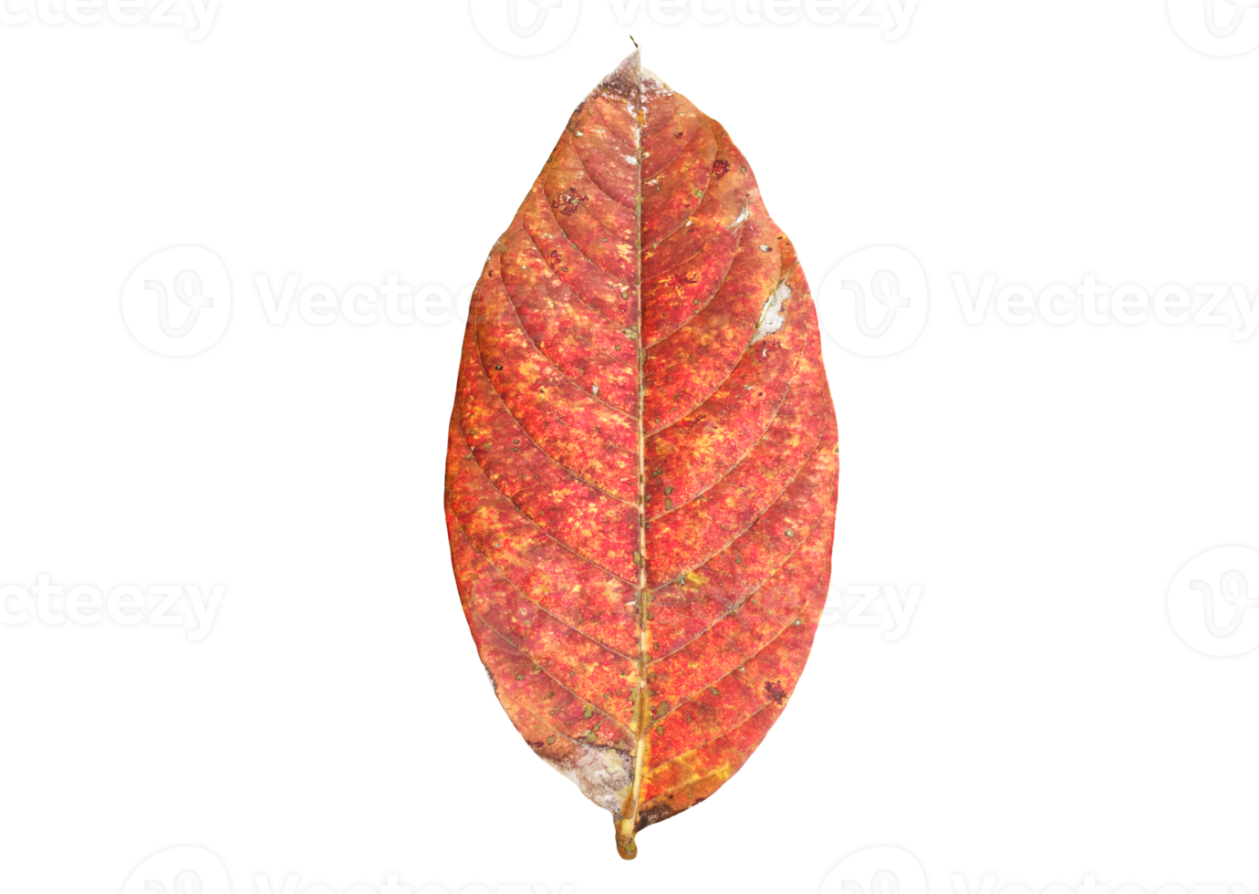 Isolated queen's crape myrtle old and fallen leaf with transparent background, png