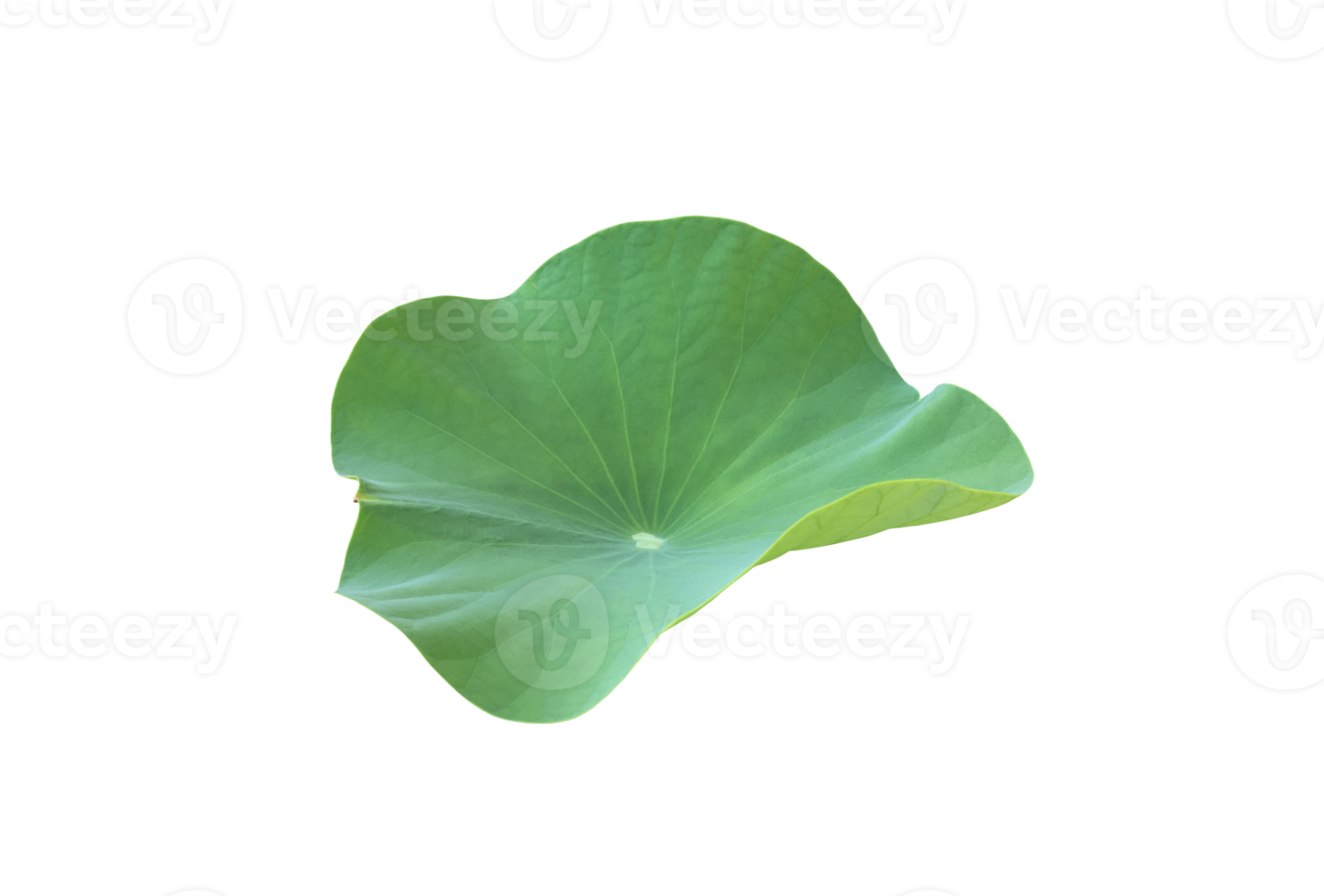 Isolated waterlily or lotus plant with clipping paths. png