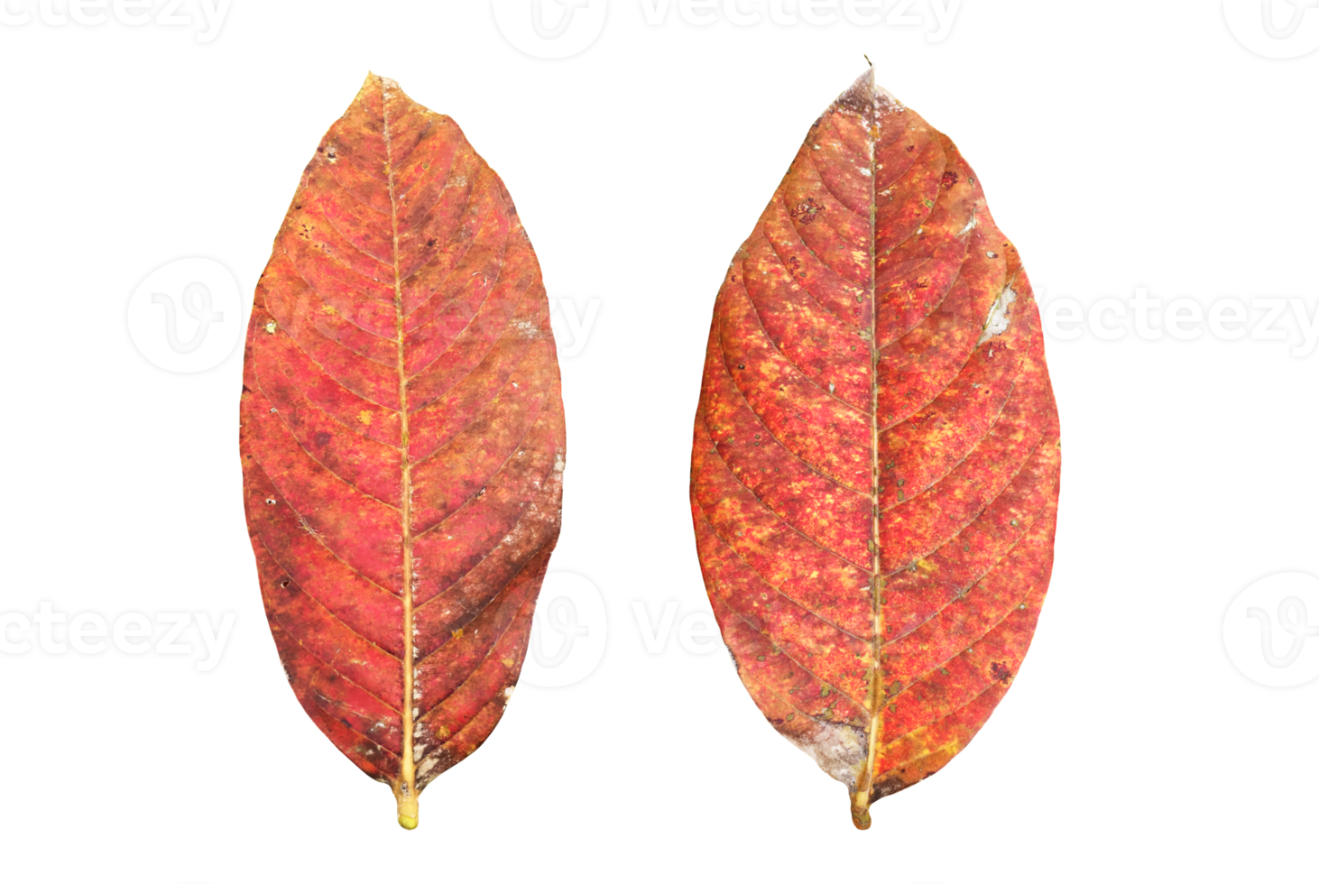 geïsoleerd koningin krip mirte oud en gedaald blad met transparant achtergrond, png