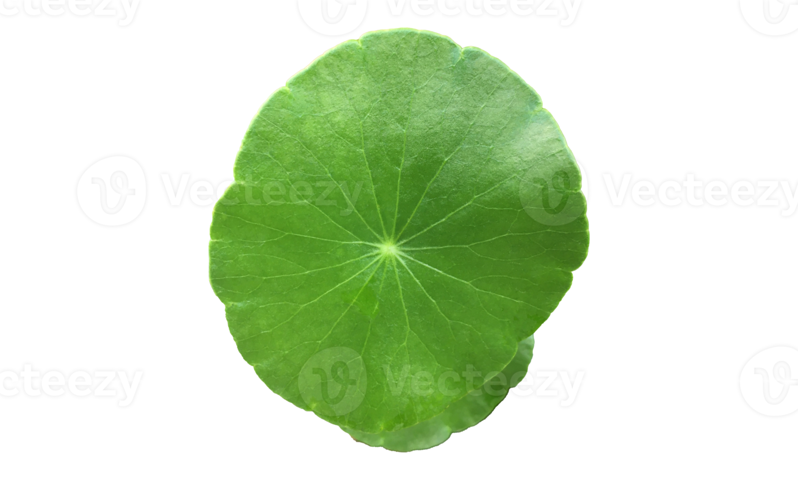 Isolated gotu kola, asiatic pennywort, centella asiatica, ayurveda leaf with clipping paths. png