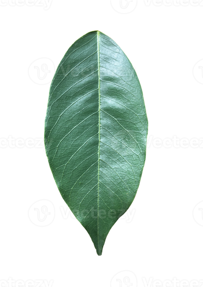 Isolated pterocarpus macrocarpus leaf with clipping paths. png