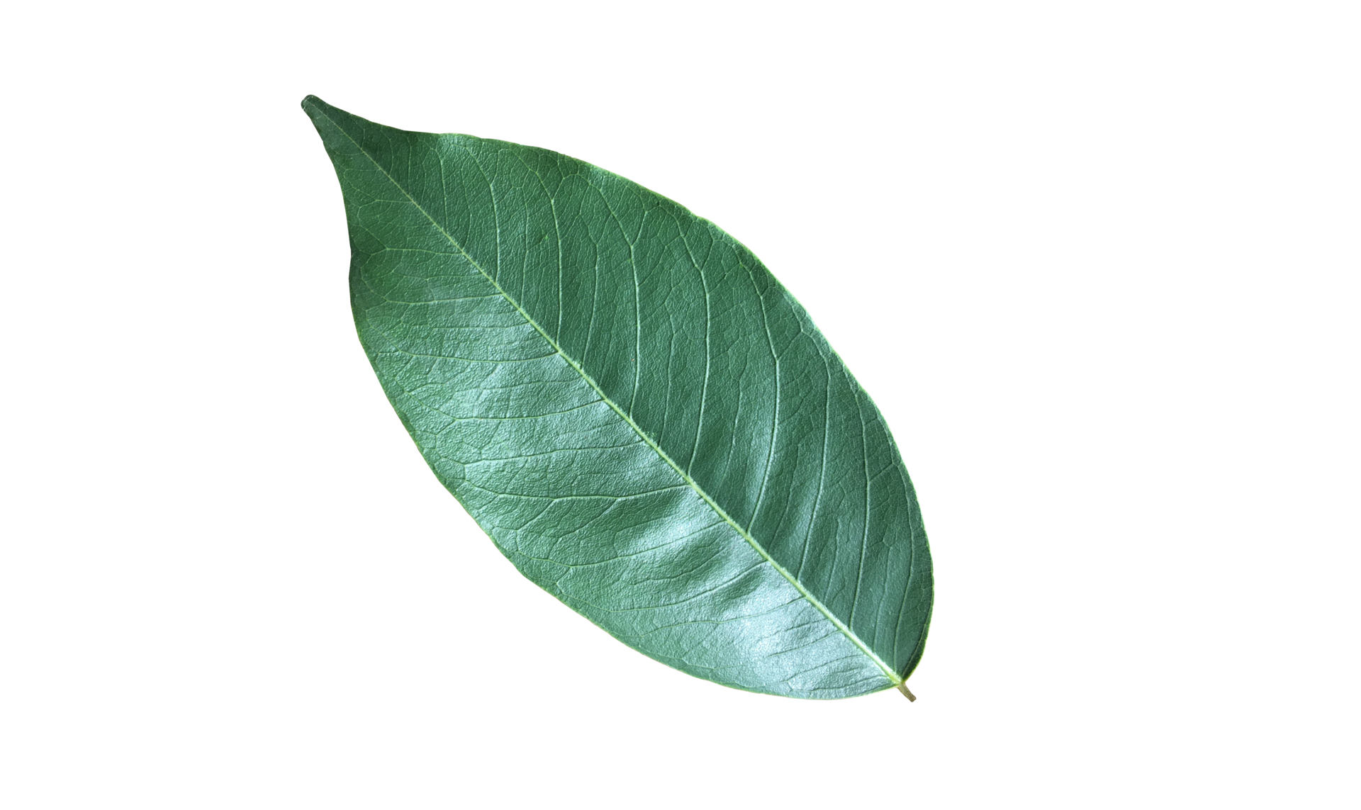 Isolated pterocarpus macrocarpus leaf with clipping paths. 12023430 PNG
