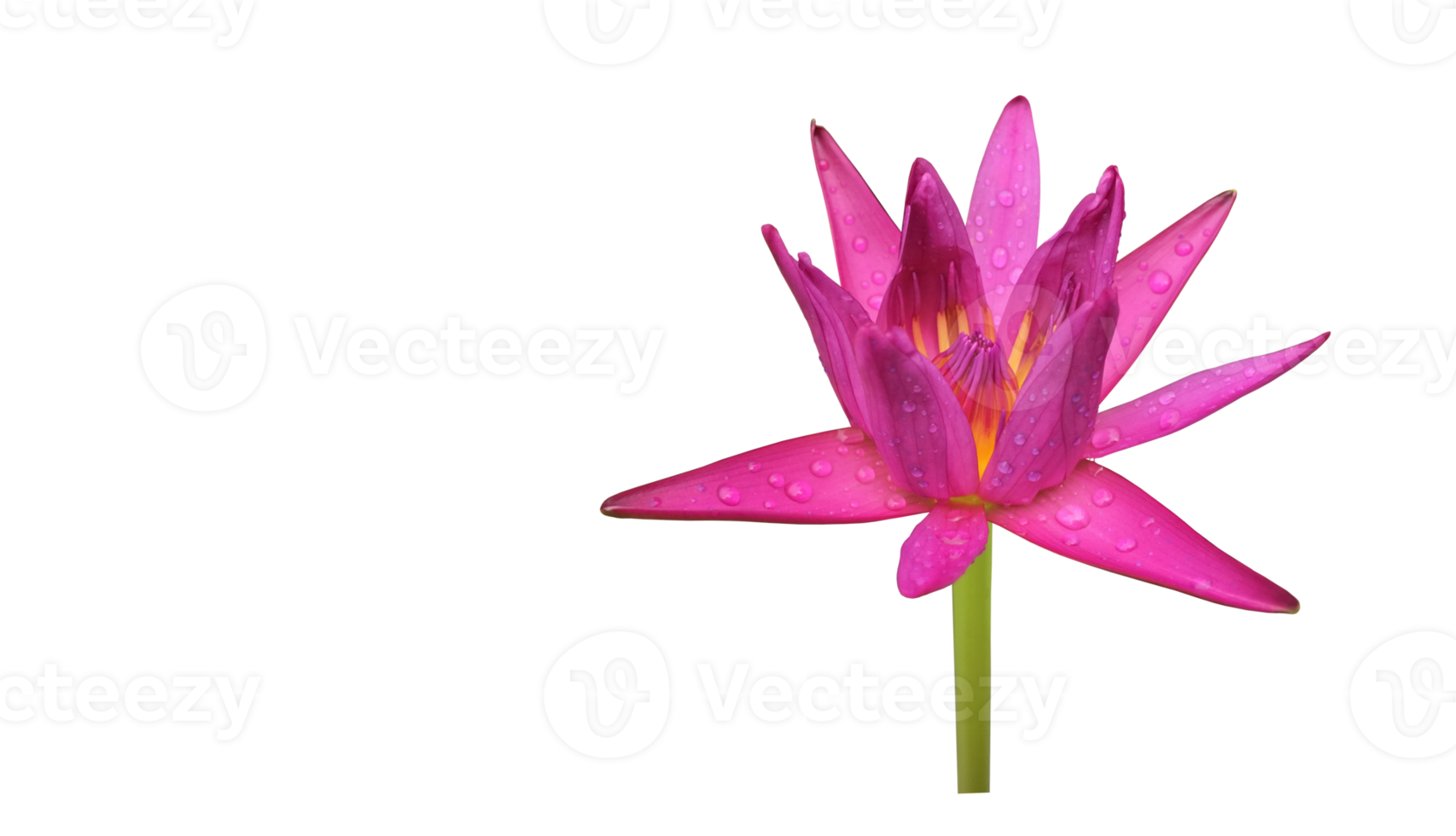 Isolated waterlily or lotus plant with clipping paths. png