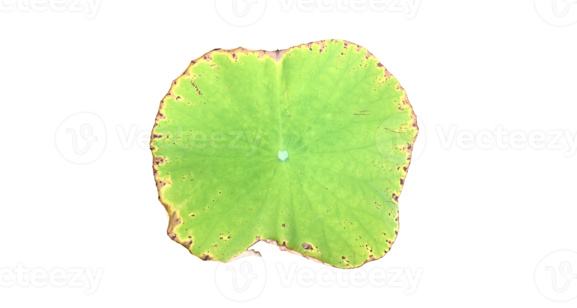 Isolated waterlily or lotus plants with clipping paths. png