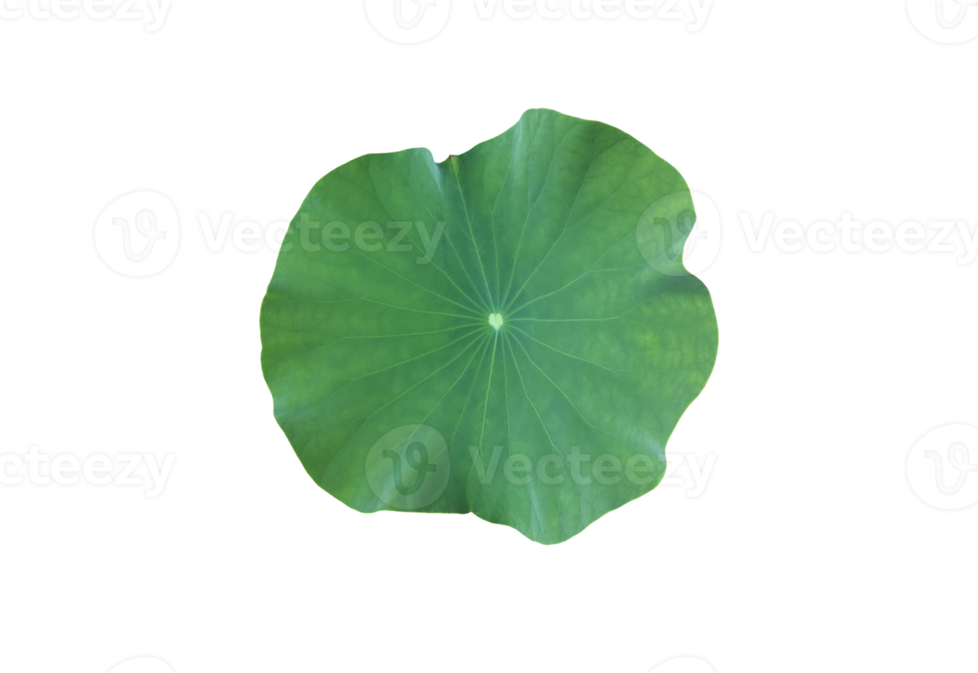 Isolated waterlily or lotus plants with clipping paths. png