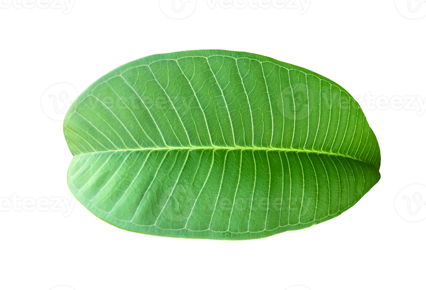 Isolated fresh green leaf of plumeria with transparent background. png