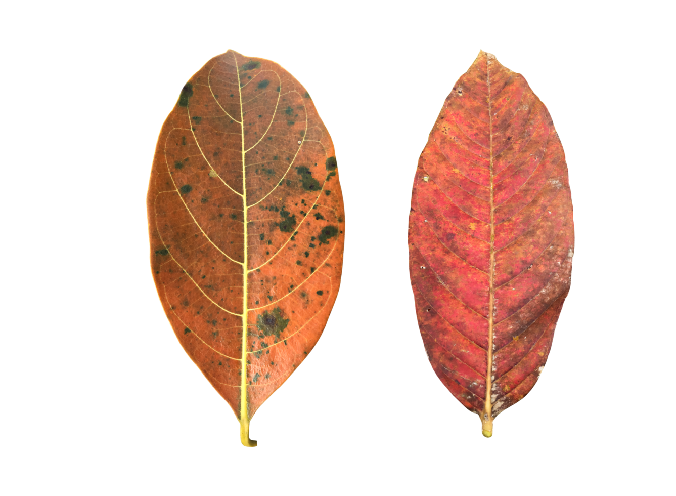 Isolated queen's crape myrtle old and fallen leaf with transparent background, png