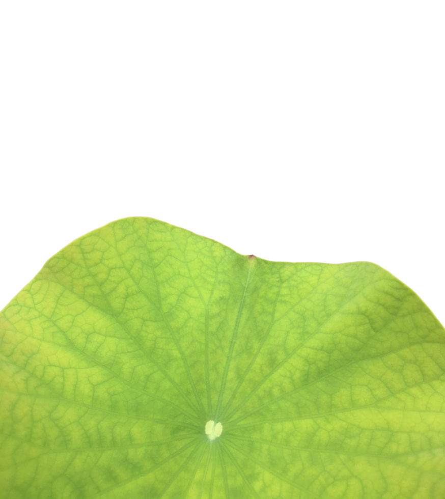Isolated waterlily or lotus plant with clipping paths. png