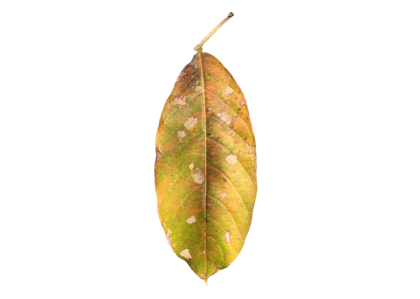 Isolated queen's crape myrtle old and fallen leaf with transparent