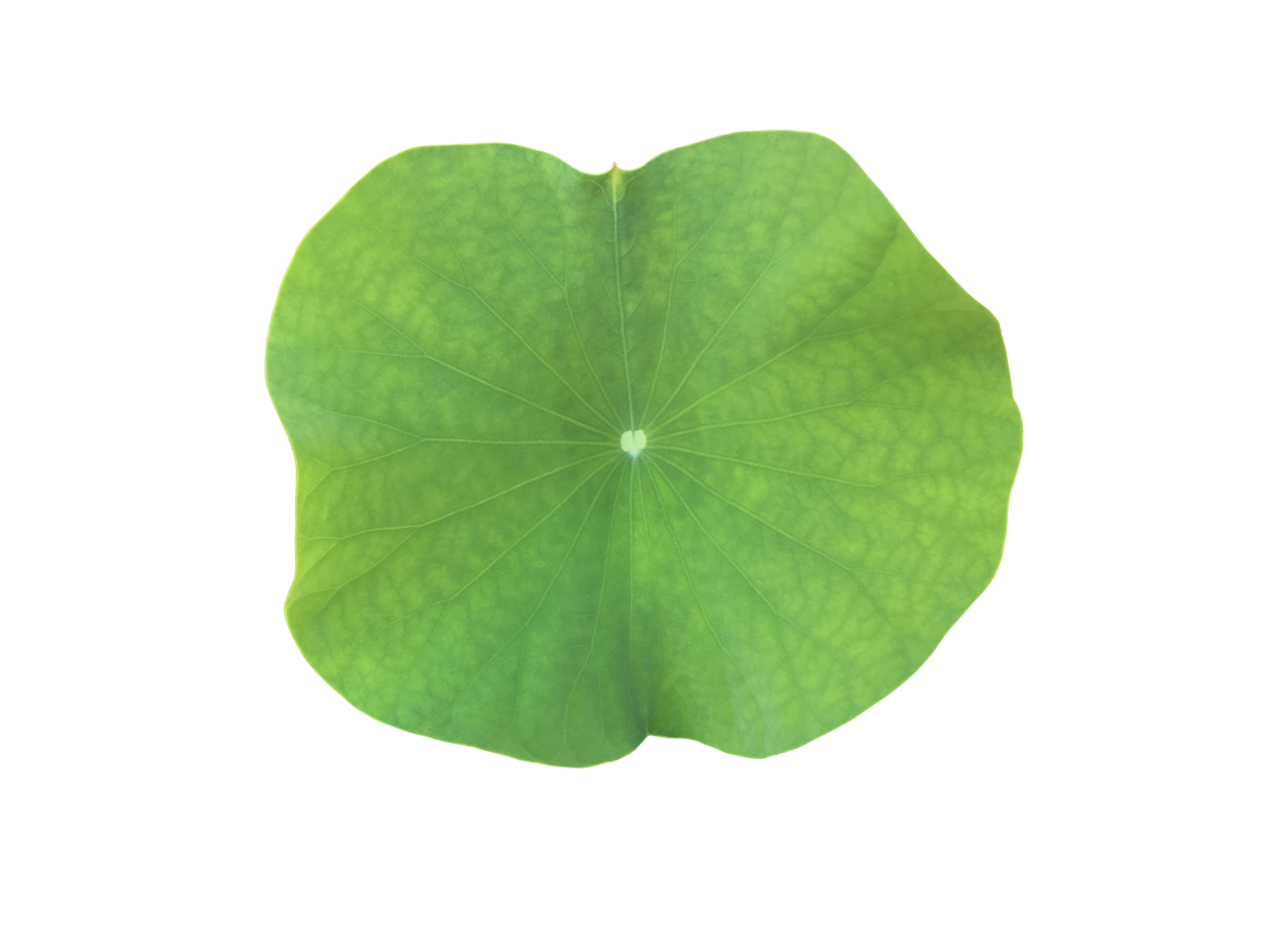 isolated-waterlily-or-lotus-plant-with-clipping-paths-12023453-png