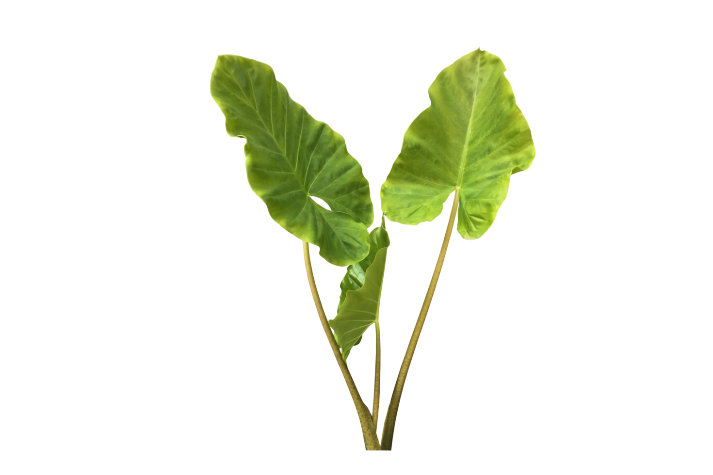 Isolated colocasia morning dew leaf and colocasia milky way leaf with clipping paths. png