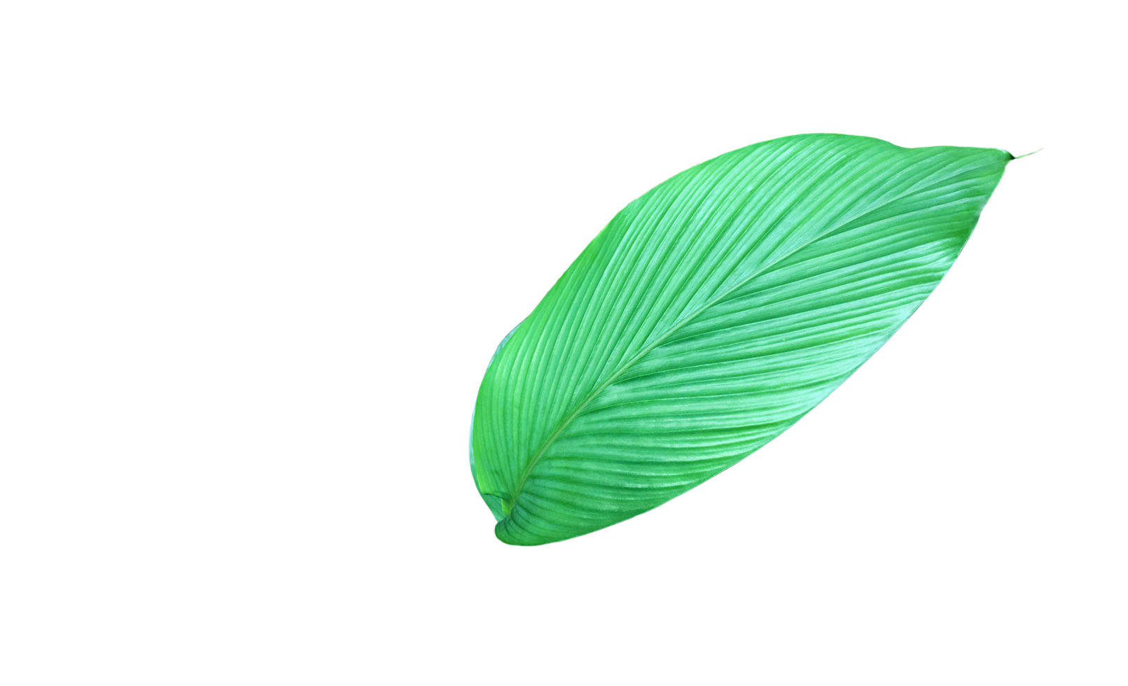 Isolated turmeric leaf with clipping paths. png