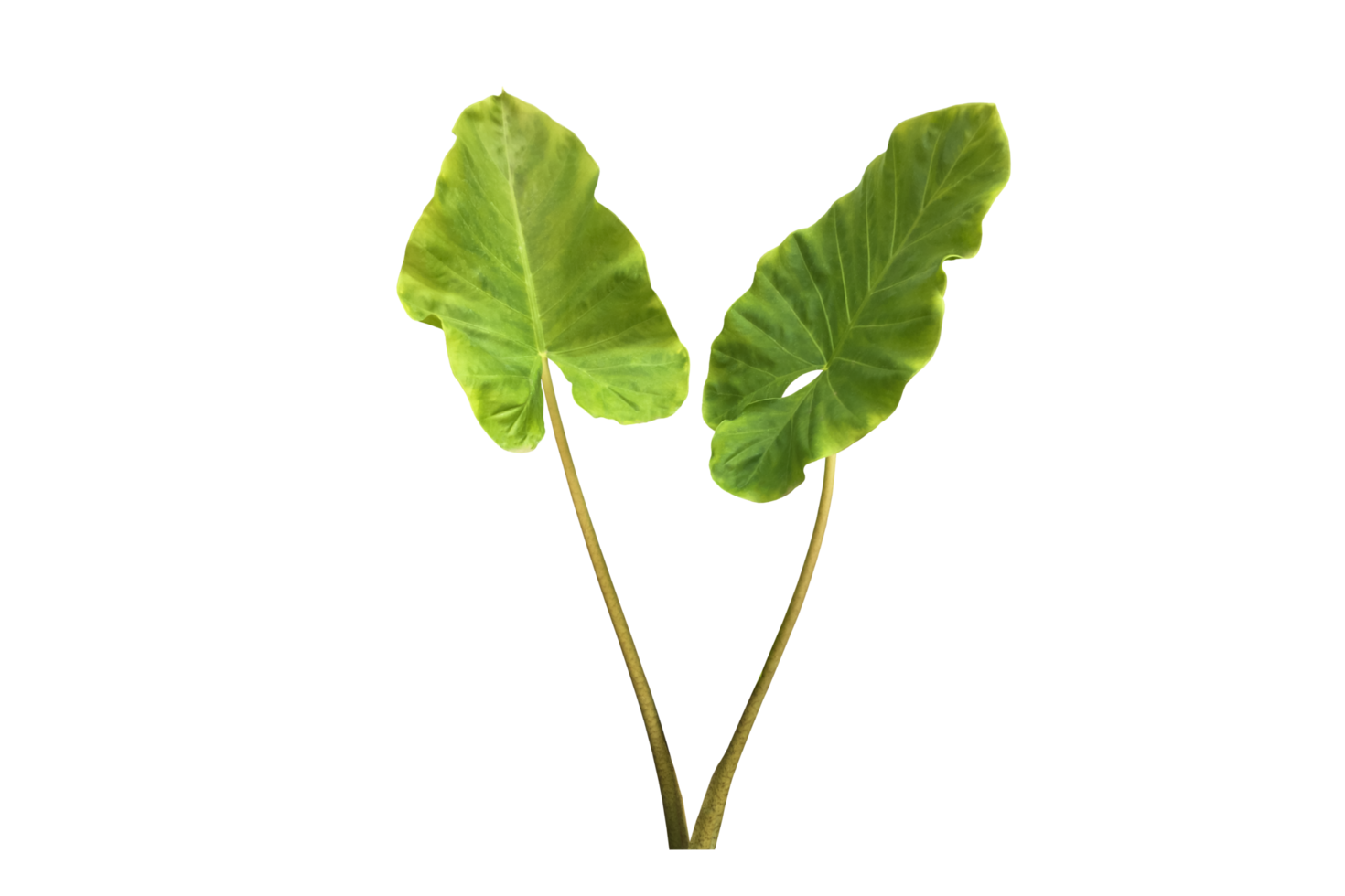Isolated colocasia morning dew leaf and colocasia milky way leaf with clipping paths. png