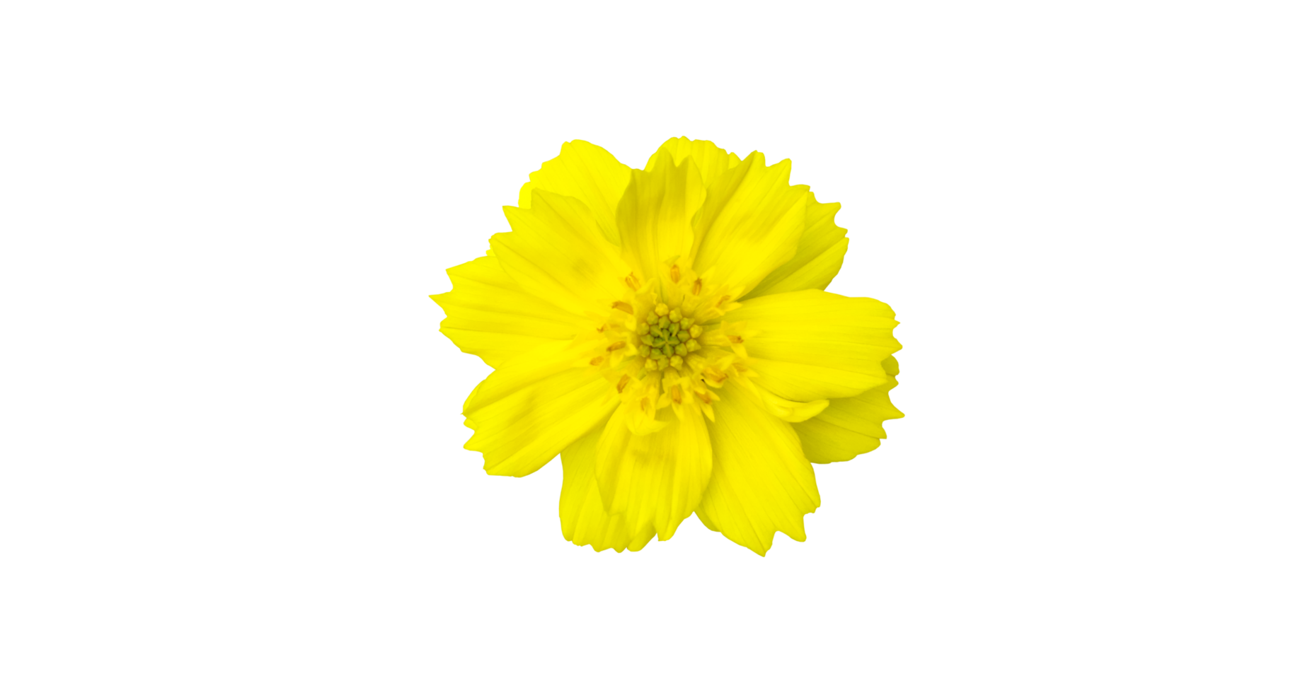 Isolated yellow cosmos flower with transparent background. png