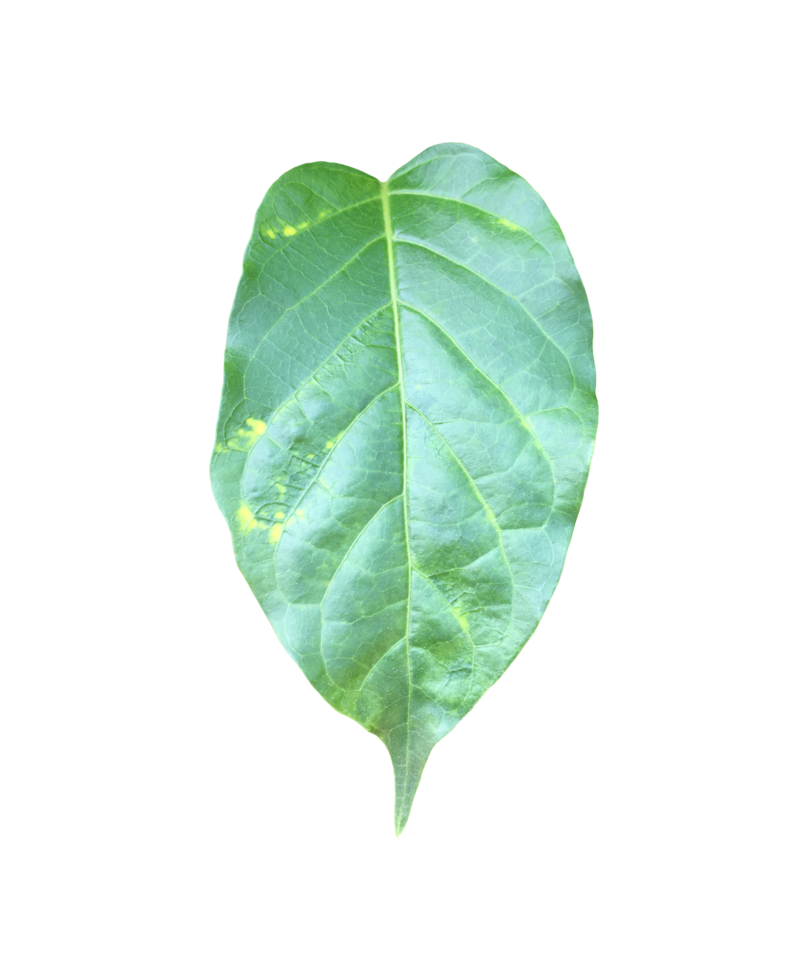 Isolated gurmar or gymnema inodorum dencne leaf with clipping paths. png