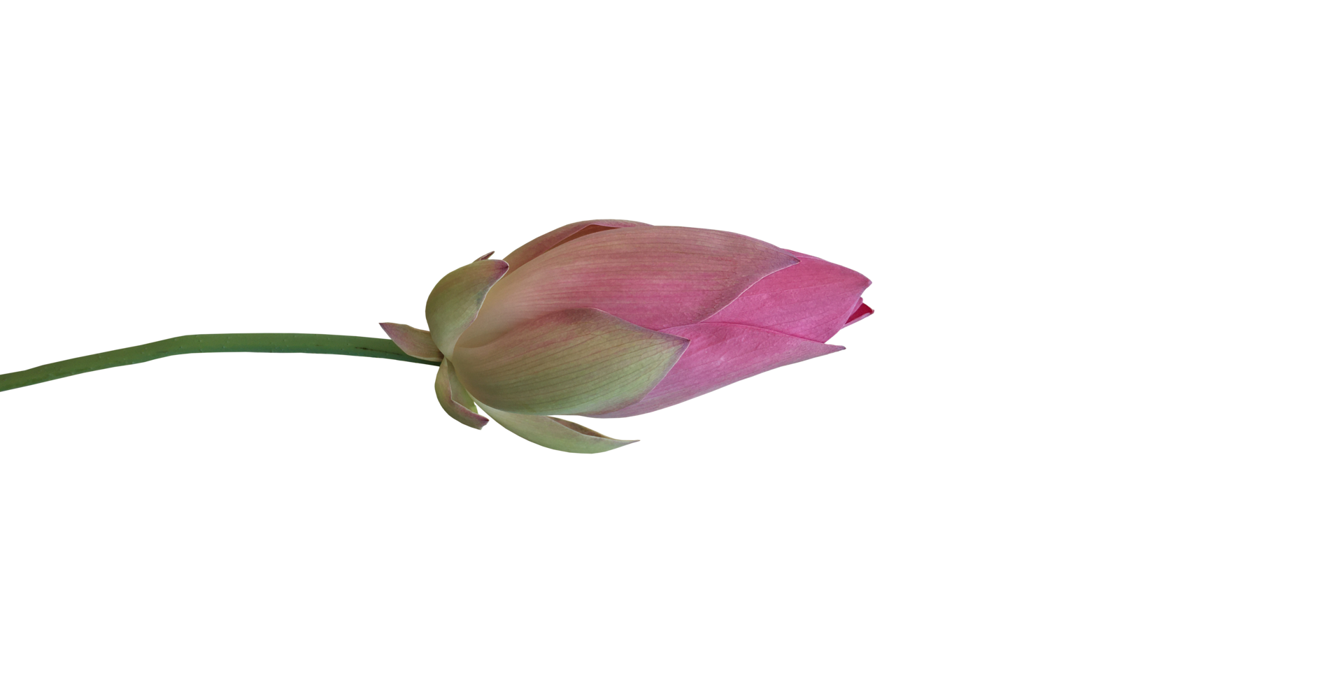 Isolated waterlily or lotus plants with clipping paths. png