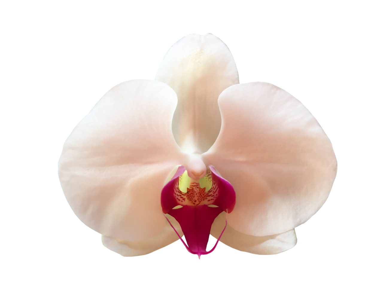 fleur d'orchidée vanda isolée avec des chemins de détourage. png