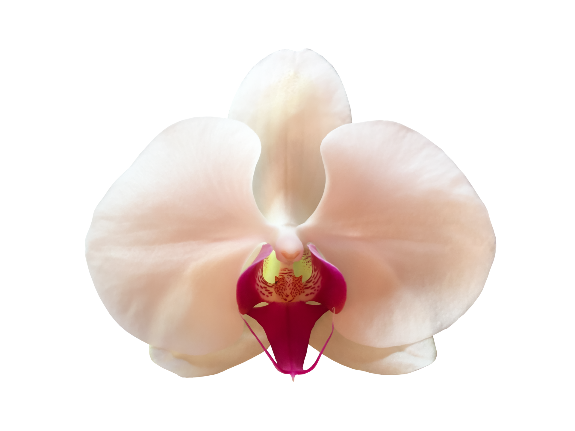 Orchid Flower PNGs for Free Download