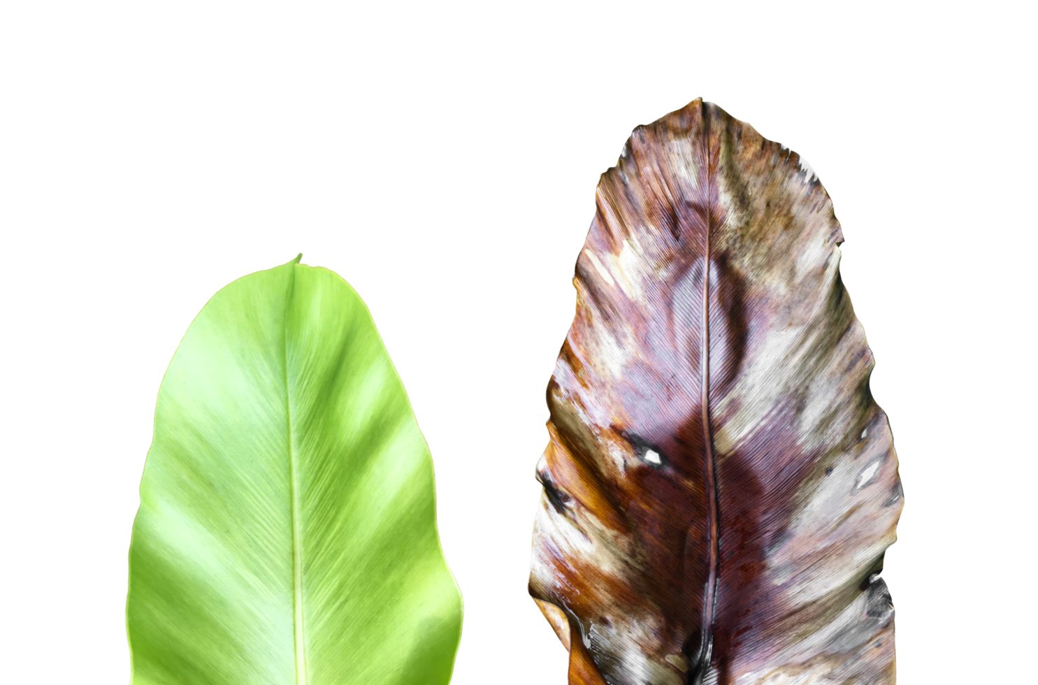 isolated Asplenium nidus leaf or bird net fern leaf with clipping paths. png