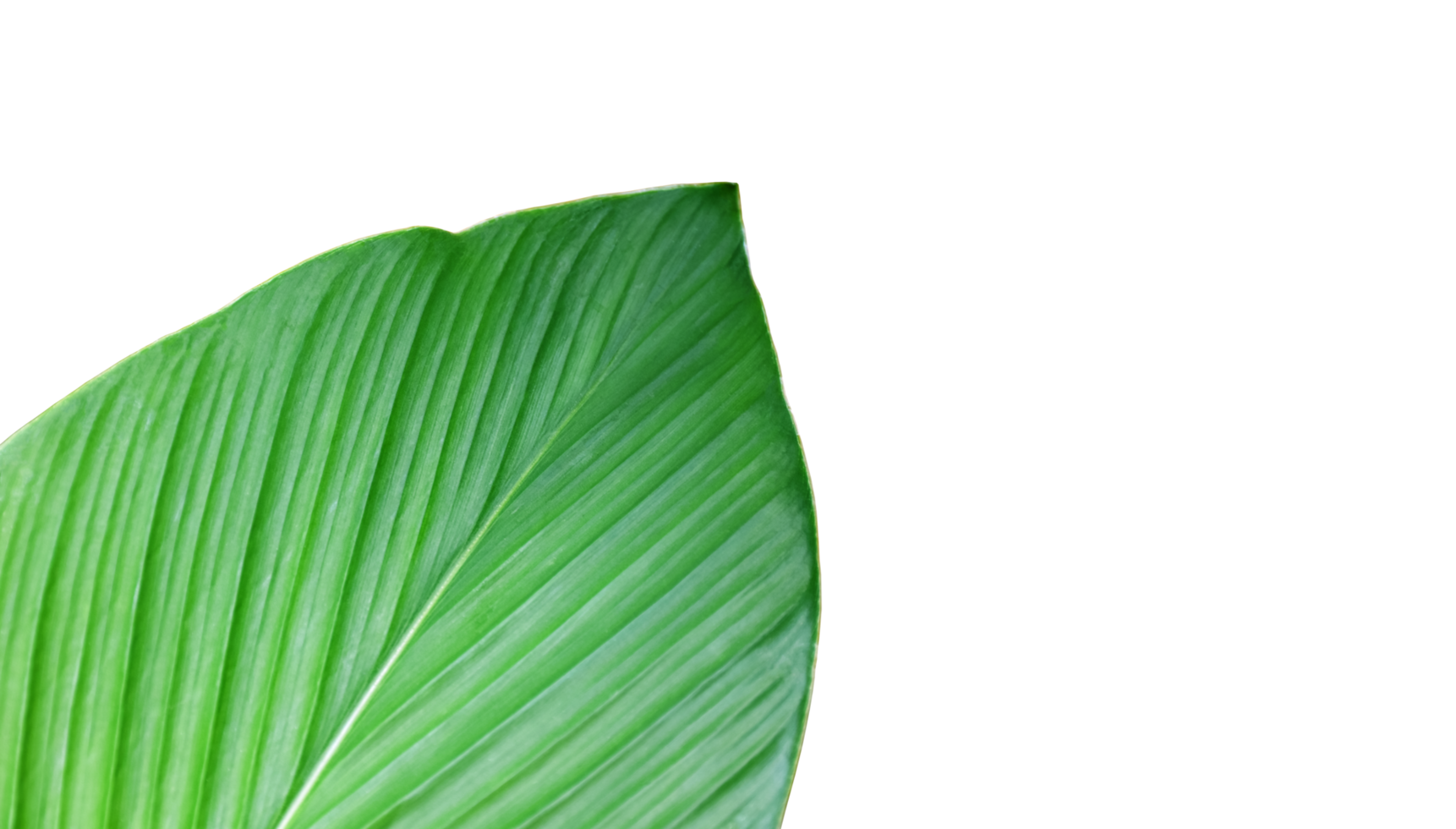 Isolated turmeric leaf with transparent background, png