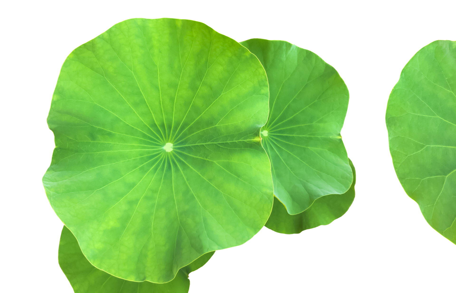 isolated-waterlily-or-lotus-plant-with-clipping-paths-12023474-png